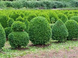Boj (Buxus Sempervirens)