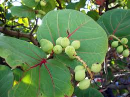 Coccoloba uvifera («uvas de playa»)