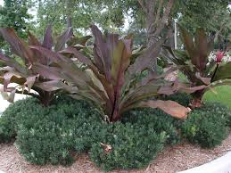 Crinum («Plantas Bulbosas Aromáticas»)