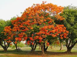 Árboles para el jardín