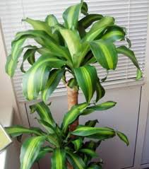 La Dracena o «Tronco de Brasil» (Dracaena fragans)