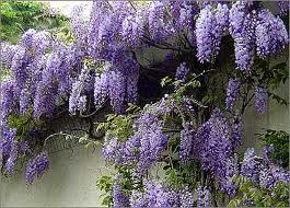 La Glicina (Wisteria sinensis): una planta trepadora muy atractiva