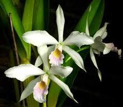 Laelia