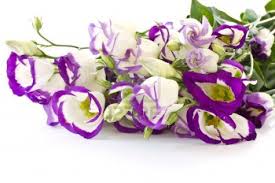 Lisianthus (Eustoma grandiflorum)