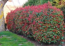 Photinia