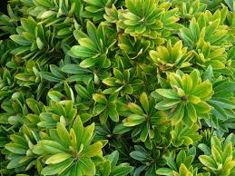 El Pitosporo (Pittosporum tobir) ó Azahar de la China