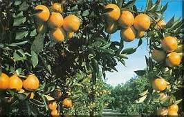 Árboles frutales en el jardín