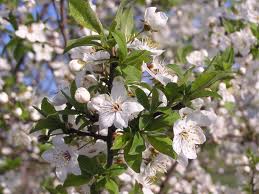 Los Cerezos («Cerasus»)