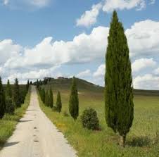 El Ciprés (Cupressus sempervirens): un árbol cultivado desde la antigüedad