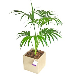 Kentia («Howea forsteriana»): la palmera más popular