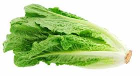 La lechuga (Lactuca sativa)