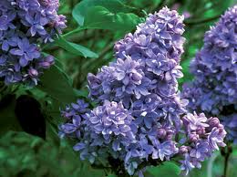 El Lilo (Syringa vulgaris)