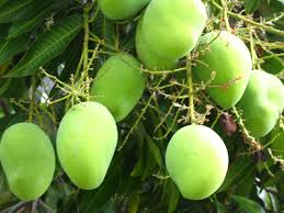 Mango («Árbol de fruto delicioso»)