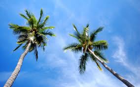 Las Palmeras («Arecaceae»)