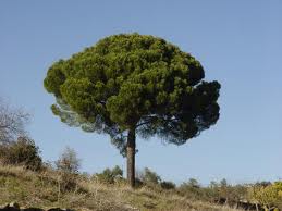 Los Pinos («Pinus»)