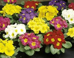 La Prímula o Primavera (Primula acaulis)