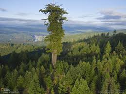 ¿Cuál es el árbol más grande del mundo?
