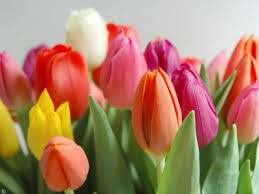 El Tulipán