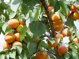 Albaricoquero («Prunas armeniaca»): árbol del damasco