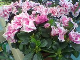Azalea Indica («Rhododendron indicum»)