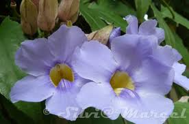 Bignonia azul («Thunbergia grandiflora»)