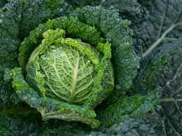Brassica oleracea italica (Brécol)