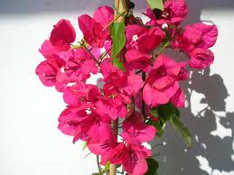 La Buganvilla ó Santa Rita («Bougainvillea glabra»)