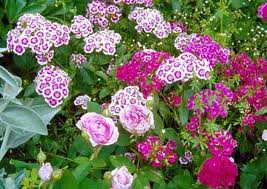 Clavelina («Dianthus deltoides»)