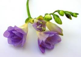 La Fresia («Freesia hybrida»)