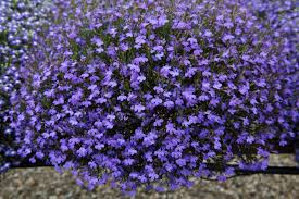 La Lobelia («Lobelia erinus»)