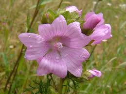 Malva moschata («Género Malva»)