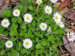 Margarita menor («Bellis perennis»)