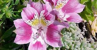 Peregrina ó Mariposa de Los Molles («Alstroemeria peregrina»)