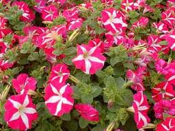 Petunia hybrida: una planta de hermosas flores