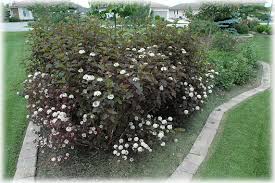 Physocarpus