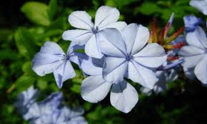 La Celestina ó Jazmín azul («Plumbago capensis»)