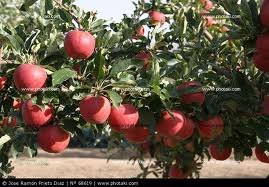 El Manzano: uno de los árboles frutales más cultivados