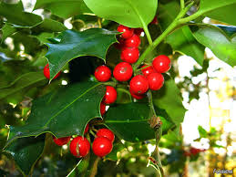 Acebo («Ilex aquifolium»)