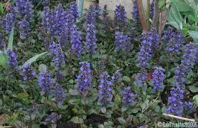Ajuga («Ajuga reptans»)