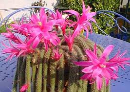 Cactus cola de rata («Aporocactus flagelliformis»)