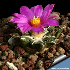 Ariocarpus («Endémico de Texas y México»)