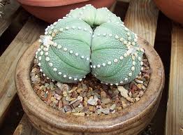 Astrophytum asterias («Un Cactus sin Espinas»)