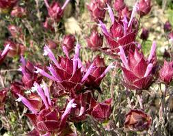 Cantueso o Cantahueso («Lavandula stoechas»)