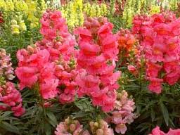Boca de león o Dragonaria (Antirrhinum majus)