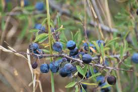 Endrino («Prunus spinosa»)