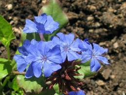 Falso plumbago («Ceratostigma plumbaginoides»)
