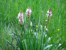 Gamón blanco o Asfodelo («Asphodelus albus»)