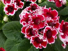 Gloxinia o Siningia («Sinningia speciosa»)
