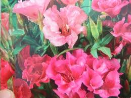Godecia («Godetia grandiflora»)