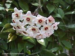 Hoya Carnosa: una planta trepadora de interior